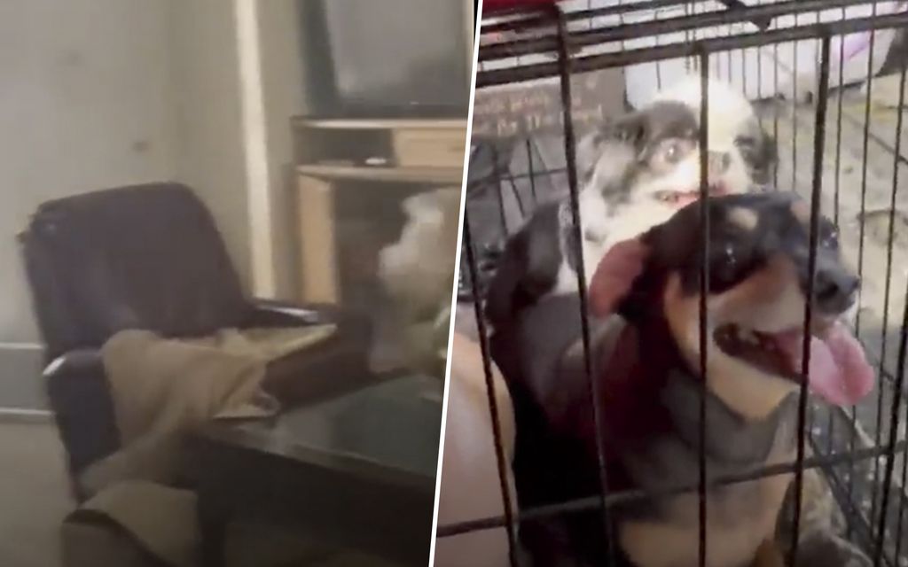 Amy vietti kuusi tuntia seitsemän koiran kanssa komerossa – kuvasi pysäyttävän videon hurrikaani Ianista