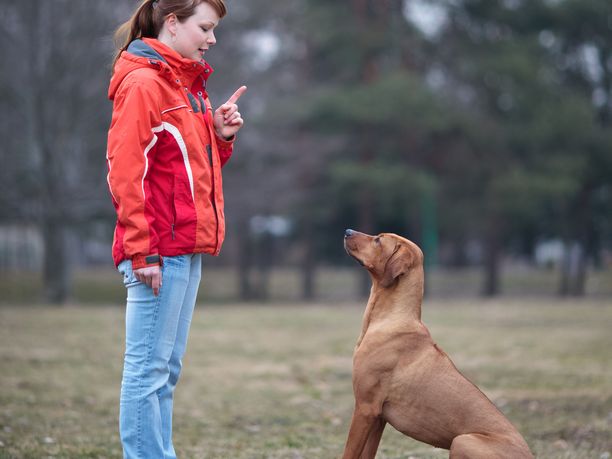 Koira-ajokortilla varmistettaisiin, että koiranomistajilla on paremmat edellytykset hallita koiraansa ja kouluttaa se oikein.