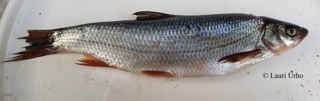 Suomesta löytyi kaksi uutta kalalajia: Tutkijat epäilevät jonkun tuoneen ne tänne - toisella ihmiseen leviävä loinen