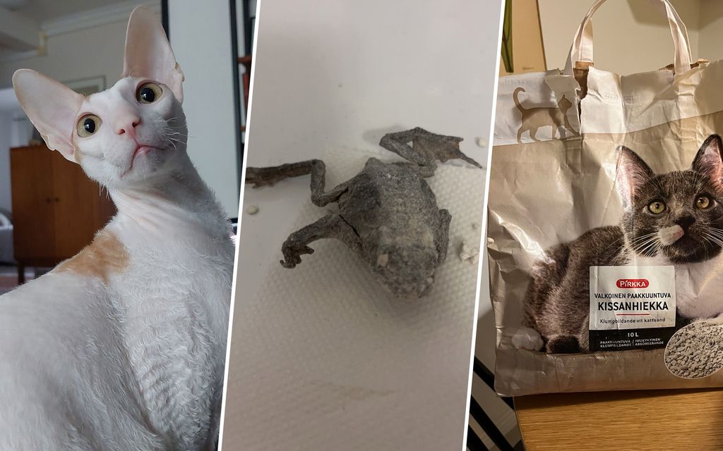 Miikan Väinö-kissa pahastui, kun omistaja heitti kissanhiekasta löytyneen ällötyksen roskiin