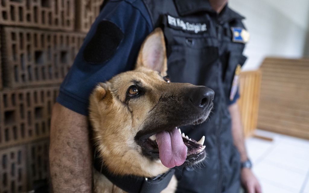 Venäjän raketti-iskussa haavoittunut Rambo-koira sai uuden elämän Budapestin poliisin palveluksessa