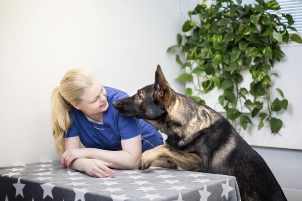 Eläinlääkäri Suvi Heinola kannustaa koiranomistajia tutustumaan koiriensa fysiikkaan. Näin poikkeavuudet oppii erottamaan. Siitä on suuri hyöty eläinlääkärillä käytäessä.
