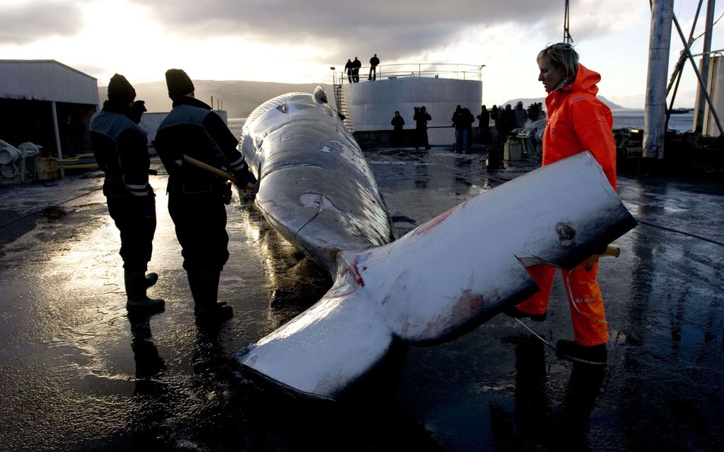 Islanti myönsi 128 pyyntilupaa haavoit­tuvaiselle valaslajille – Välitön vastareaktio