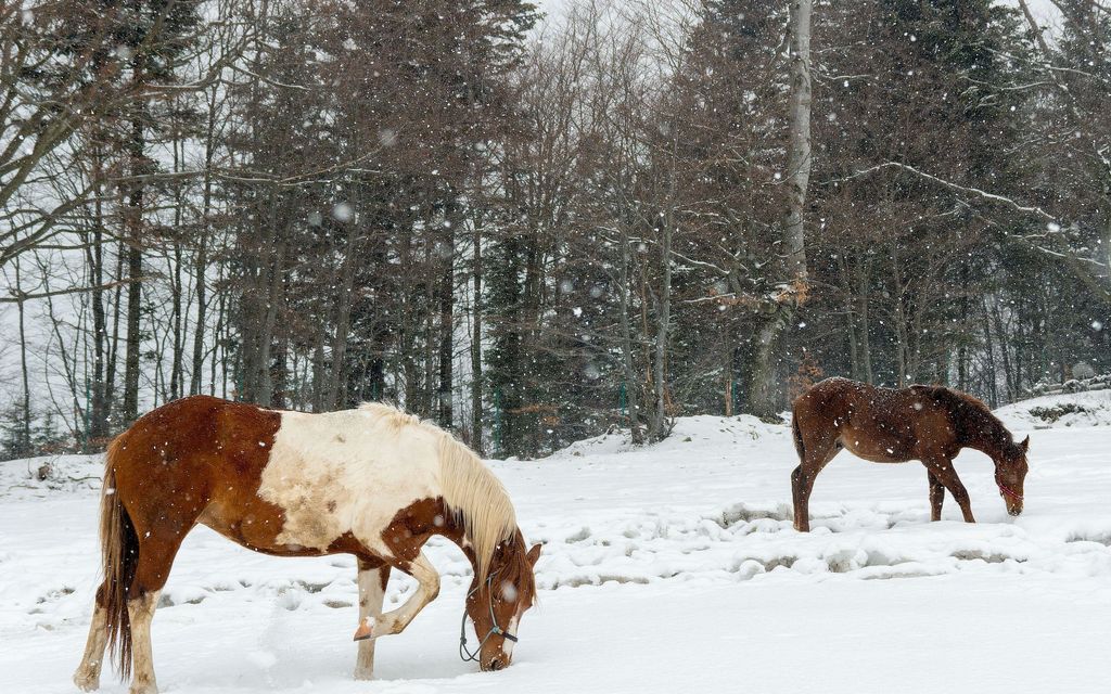 Hevoset karkasivat laitumelta, avanto nieli – Pääsivät tallin lämpöön