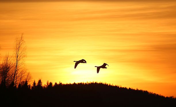 Raijan järjestelmäkameraan tallentui upea auringonlaskukuva Pohjois-Karjalassa.