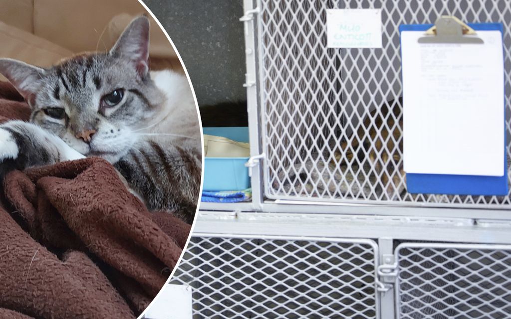 Kotipihasta napattu Lutu-kissa lopetettiin ilman omistajan lupaa – tekikö eläinlääkäri merkittävän virheen?