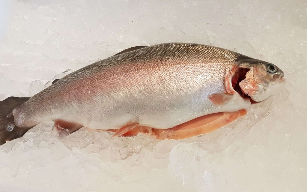 Kekkonen keksi suomalaisten suosikki­kalalle uuden nimen – Nyt se halutaan vaihtaa