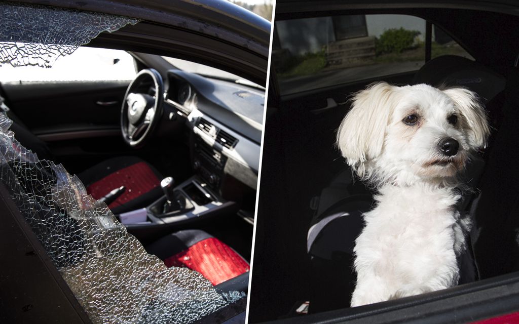 Saako ikkunan rikkoa, jos näkee koiran kuumassa autossa? Poliisilta selkeä vastaus