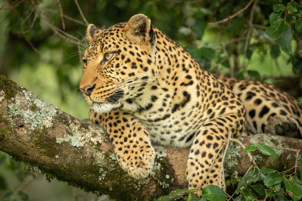 Leopardi raateli 2-vuotiaan turistilapsen Thaimaassa, eläintarha syyttää perhettä aitauksen avaamisesta – ”Eläinten pitäisi olla tokkuraisia”