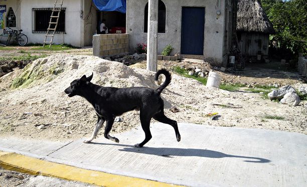 Evira kertoo tutkineensa vuoden 2018 aikana Venäjältä maahan tuoduista koirista rabieksen eli raivotaudin vasta-ainetasoja. Kuvituskuva.