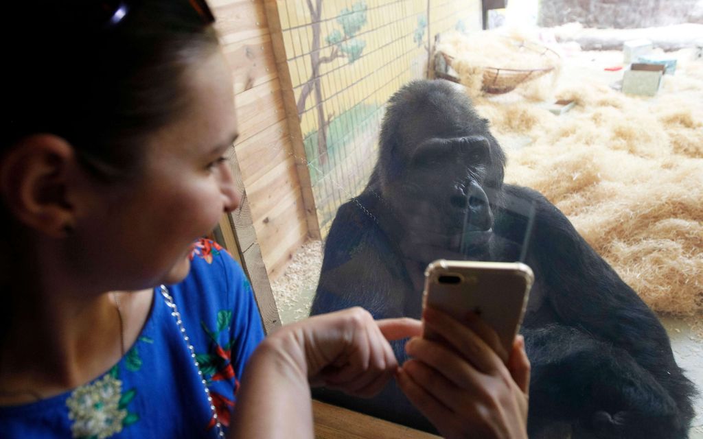 Ajattele­mattomat ihmiset tekivät gorilloille ikävän tempun