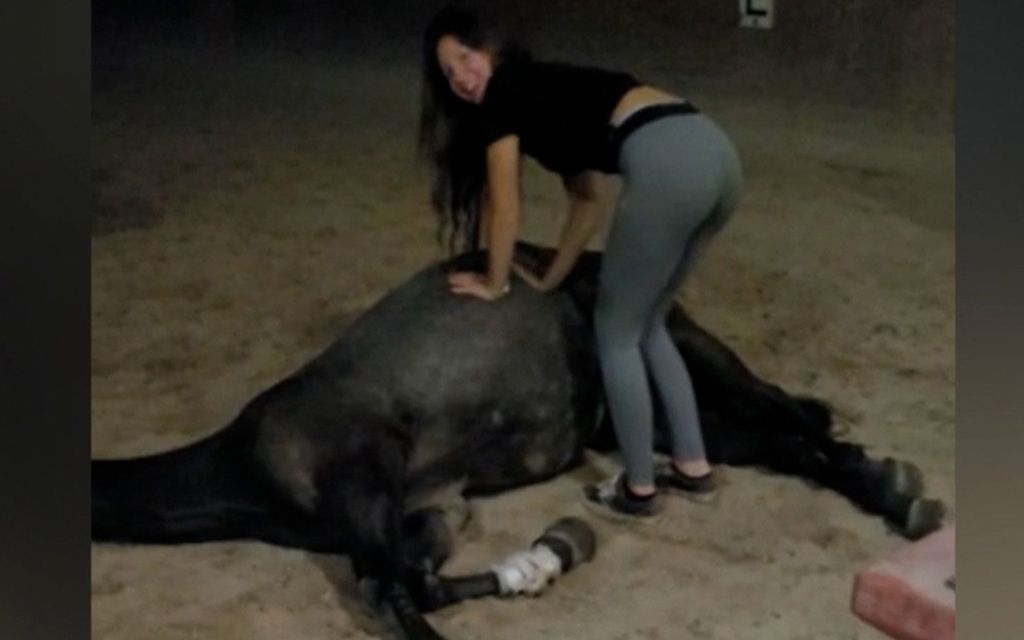 Hevonen kärsi ilmavaivoista – omistajan antama vatsahieronta toi äänekkään avun
