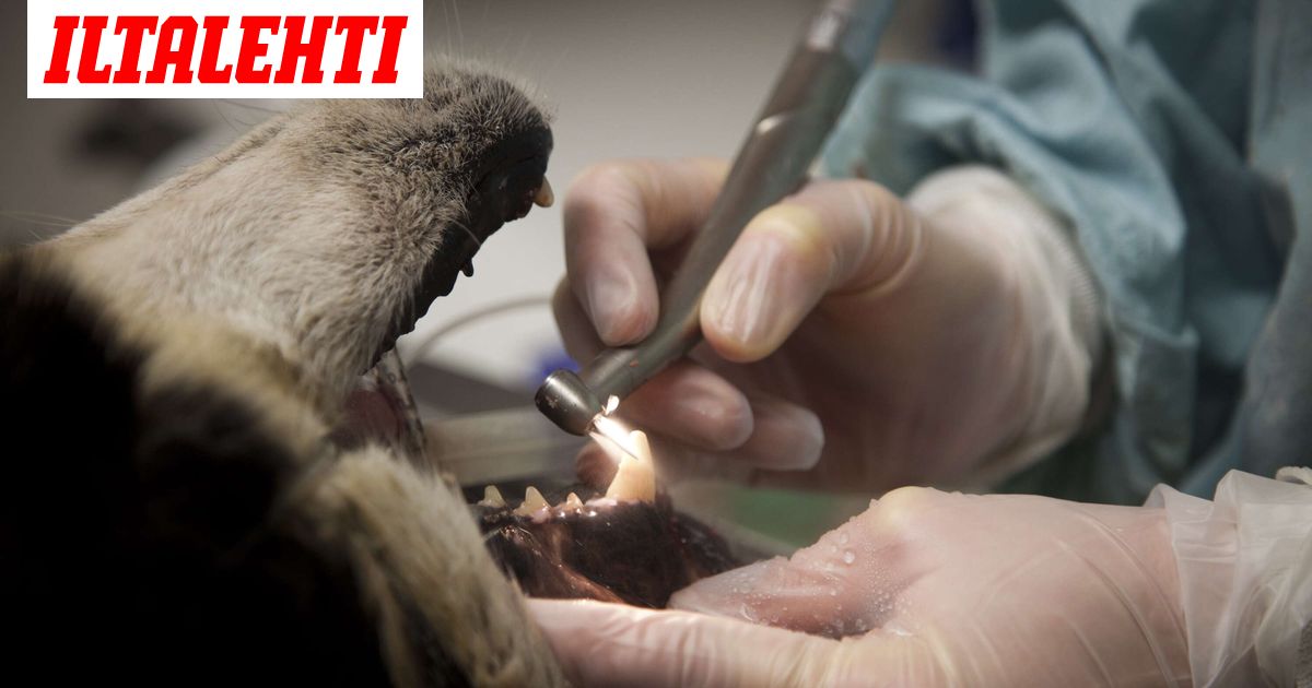 www.iltalehti.fi