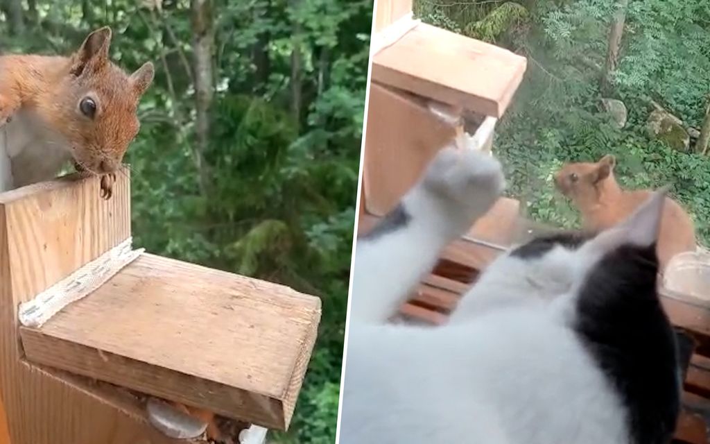 Oravat palaavat päivittäin Riitan ikkunalaudalle – katso hauska video