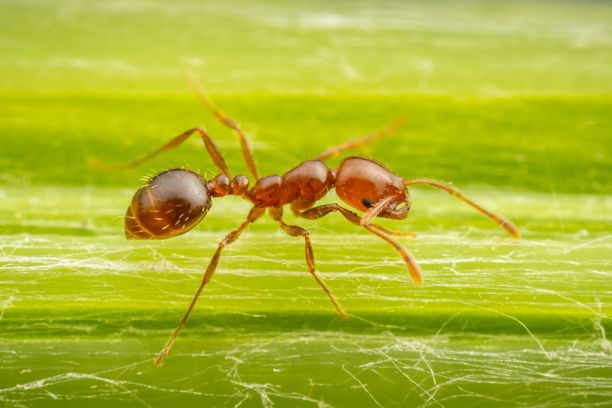 Näin käsittämätön määrä maailmassa on muurahaisia