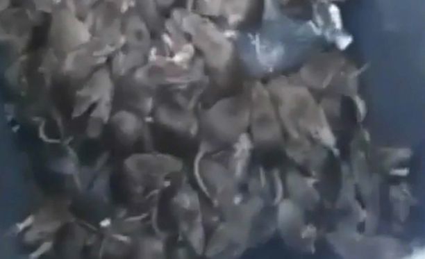 Rottia löytyy vilisemästä roska-astioista kymmenittäin.