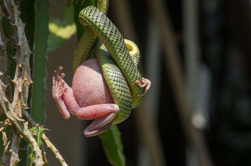 Käärmekauhuisen painajainen: paratiisikäärmeet voivat lentää jopa 100 metriä 