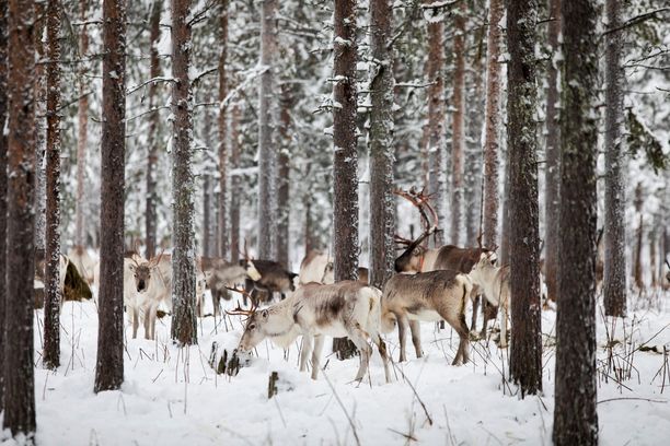 Kawanan Oraniemi di Sodankyl memiliki maksimum 6.000 rusa.  Rusa kutub dalam gambar adalah penduduk desa perang, tetapi bukan rusa kutub di Oraniemi.