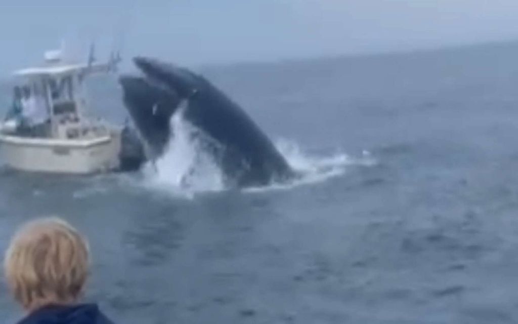 Valas kaatoi veneen Yhdysvalloissa – Hurja tilanne tallentui videolle