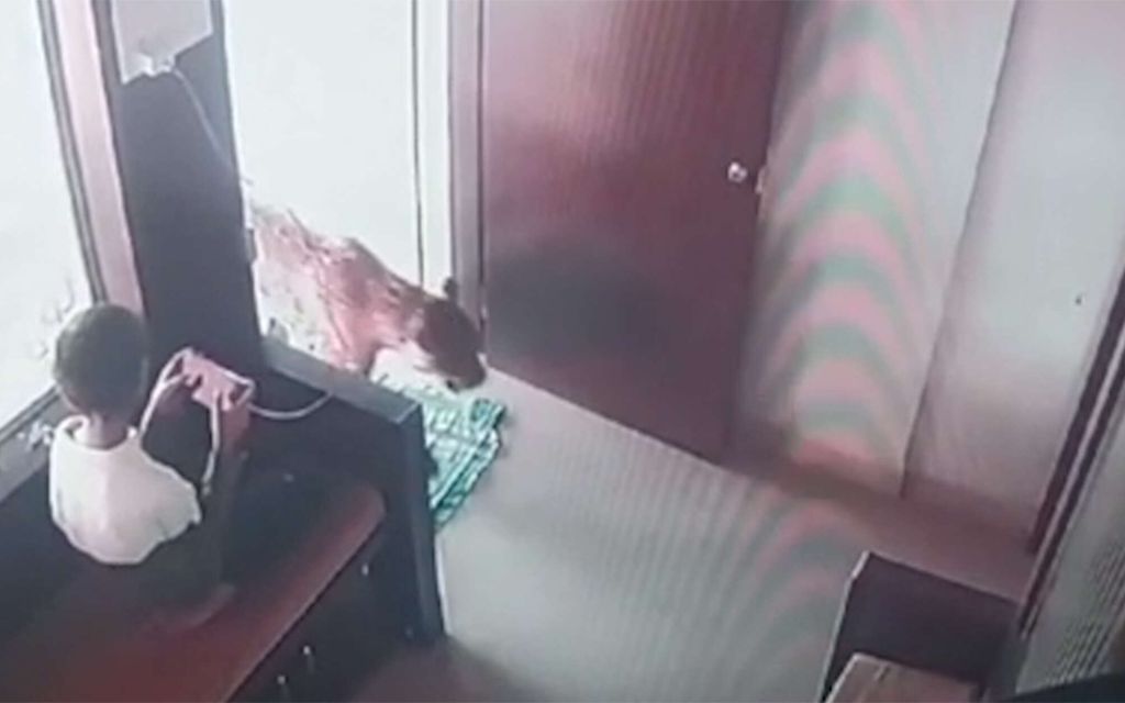 Leopardi käveli huoneeseen, 12-vuotias keskittyi puhelimeen – Huikea reaktio tallentui videolle