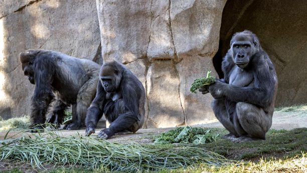 Gorillat pidetään nyt karanteenissa muista eläimistä. Ne voivat kuitenkin suhteellisen hyvin, syövät ja juovat.