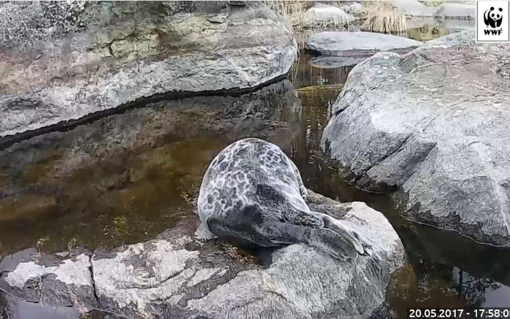 Iso muutos rakastetussa Norppalivessä – Tästä syystä Pullervo on poissa