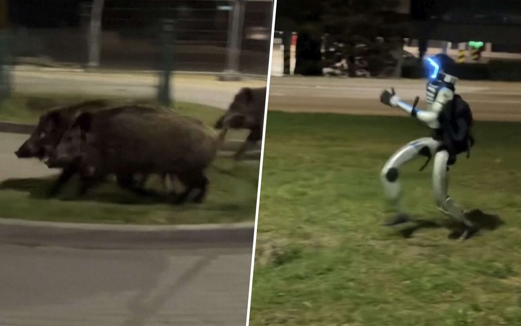 Video: Tunnettu puolalainen robotti jahtasi villisikoja Varsovassa