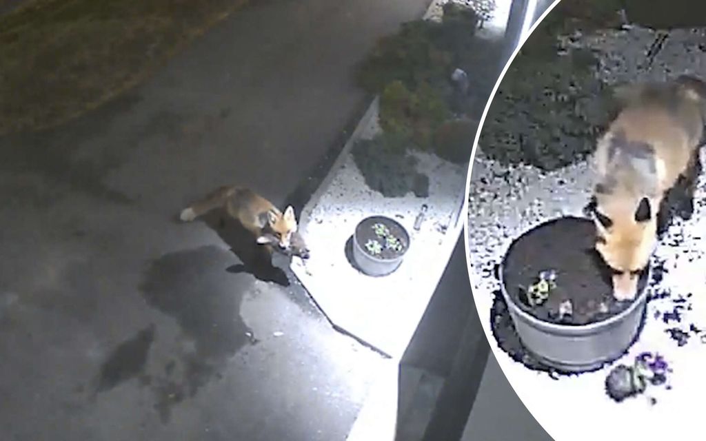 Ketun kepposet tallentuivat pihakameraan: ”Mitä tässä nyt sanoo vaimolle”