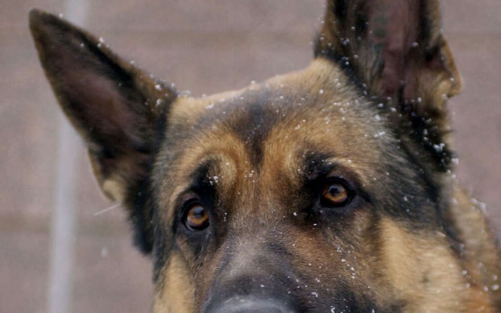 Saksan­paimenkoira hyökkäsi miehen kimppuun – Koiraa kuvailtu ”hulluksi” ja ”arvaamat­tomaksi”