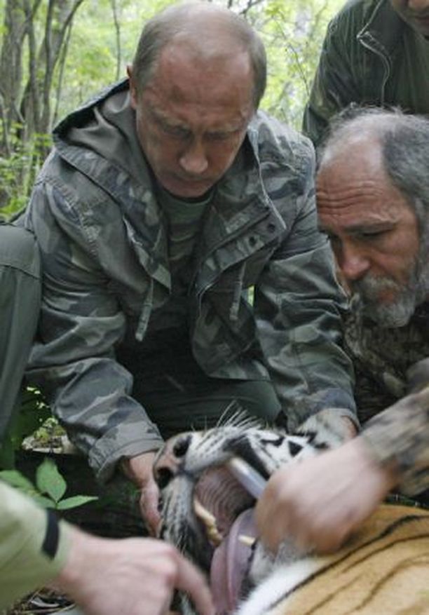 Putin ampui tiikerin - pelasti tv-ryhmän