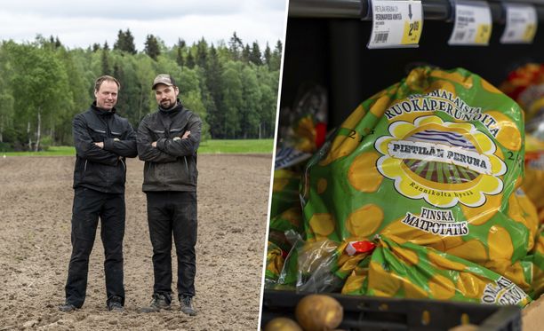 Kaupallinen yhteistyö Osuuskauppa KPO: Pietilän perunaa nostetaan neljä  miljoona kiloa vuosittain – perunat matkaavat lähikauppoihin viljelijän  kyydillä