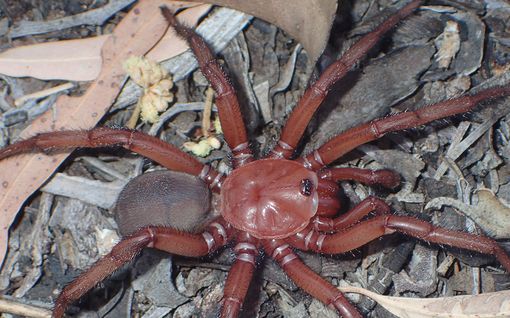 Australiasta löytyi uusi hämähäkkilaji