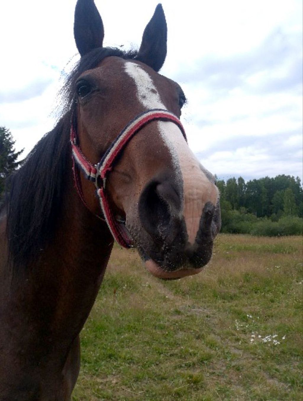 Daisy-hevonen katosi jäljettömiin Tampereella - viereisen tilan ”mukava isäntä” laittoi turvaan omaan talliinsa