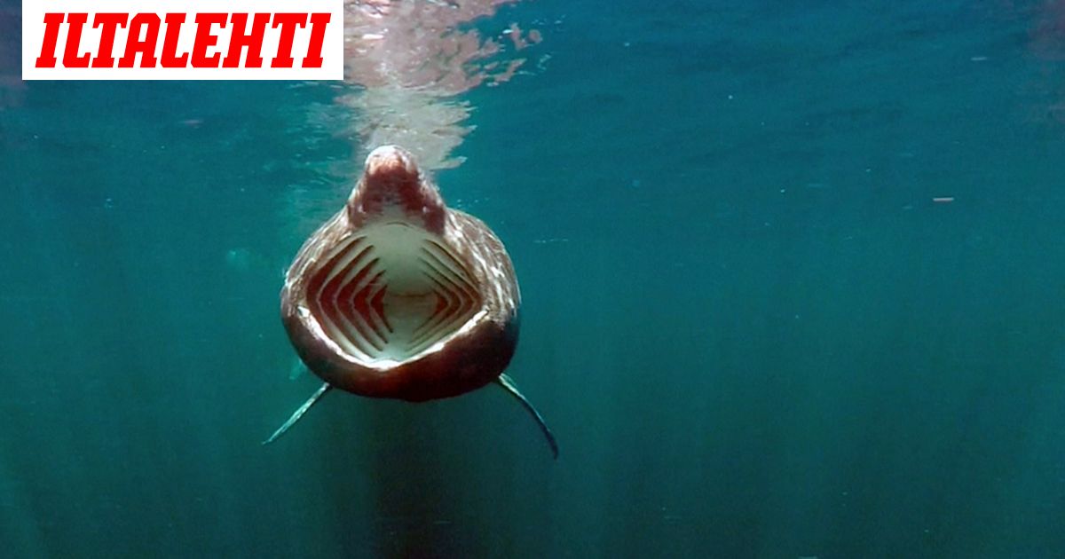 Maailman Toiseksi Suurin Kala J ttil ishai Ui Haikameran Kuviin 