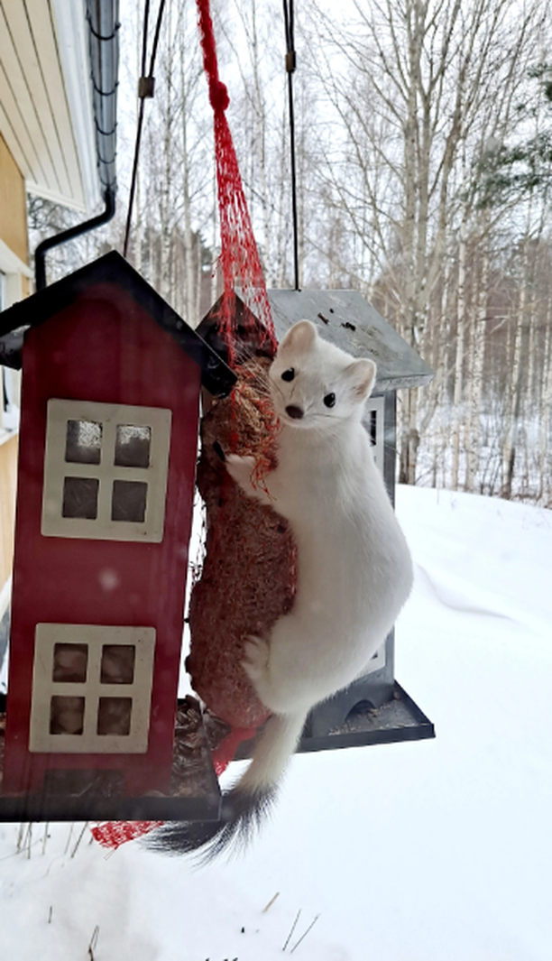 Reetta Oksman sai napattua kuvan kärpästä ruokavarkaissa.