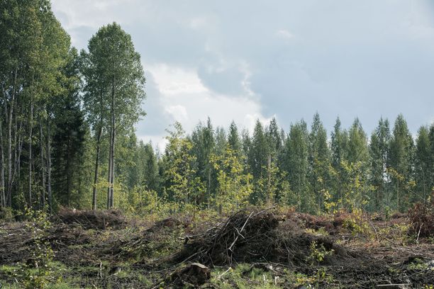 Tilastokeskus: Suomen maa- ja metsätalousalueet ei hiilinielu