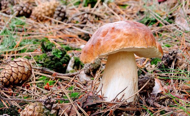 Myrkky vai herkku? Ole tarkkana, mitä tietolähdettä sienen tunnistamiseen  käytät!