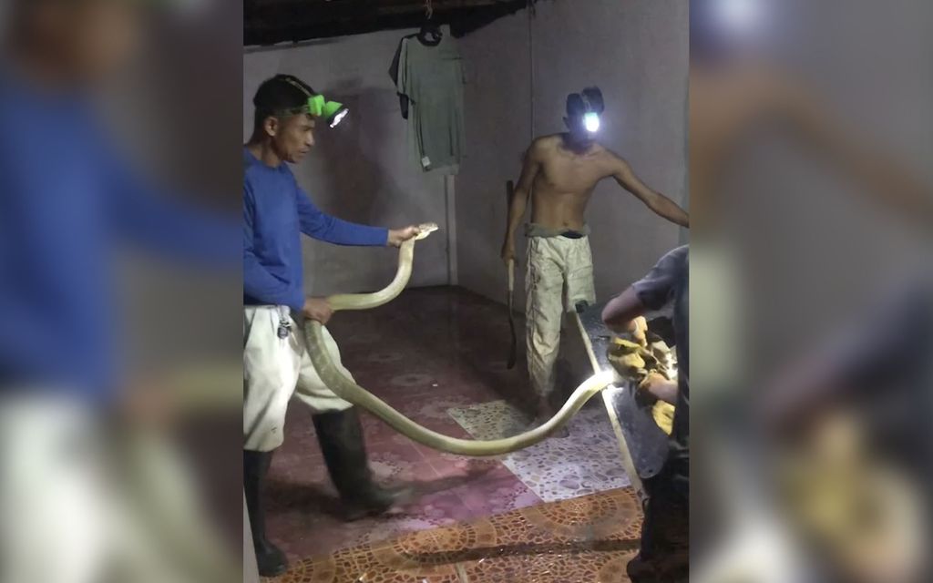 Tappava yllätys sohvan sisällä – Käärme keskeytti thaimaalais­perheen koti-illan