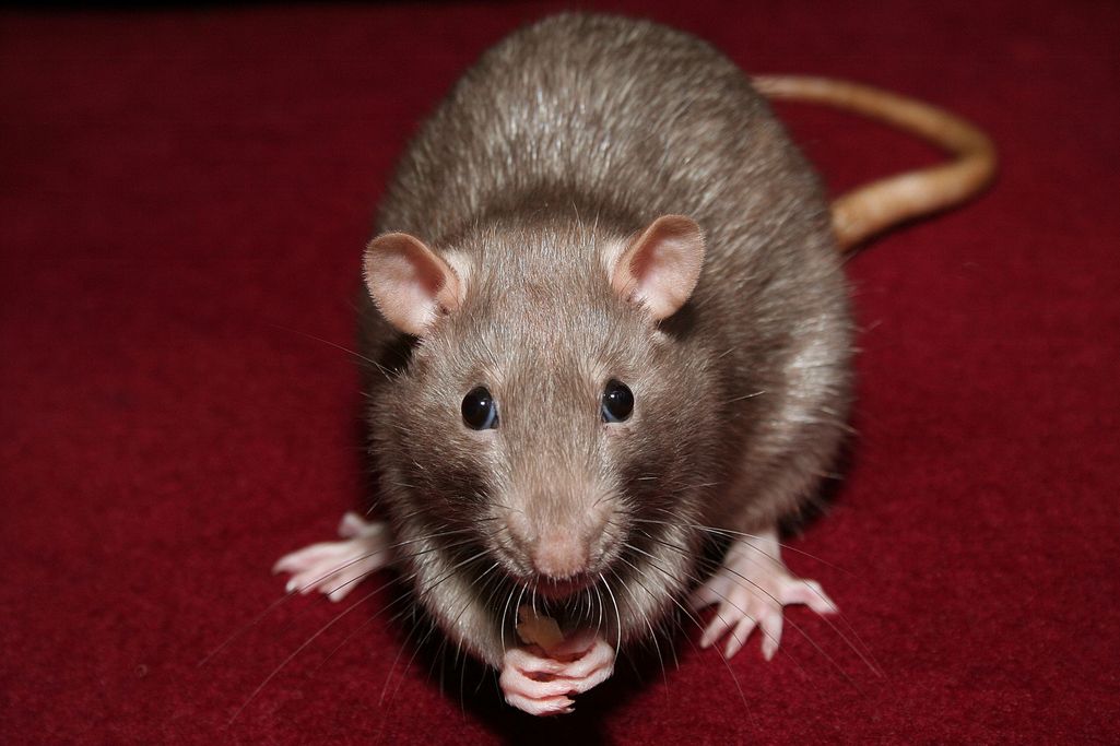 Japani sai luvan kasvattaa ihmissoluja rottien ja hiirien alkioissa – tavoitteena hengittävä ihmiseläin