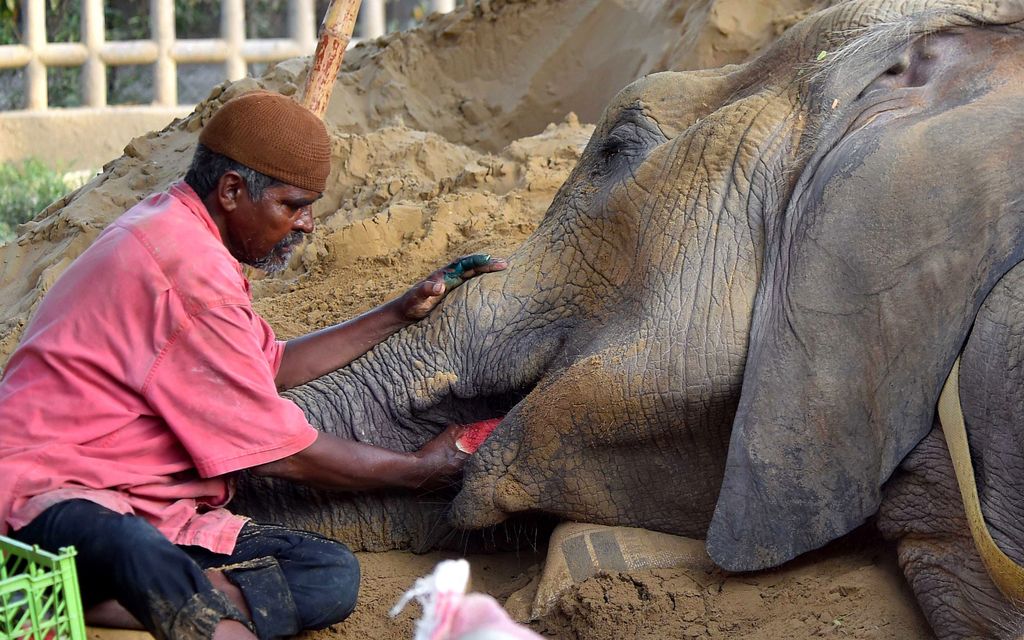 17-vuotias norsu menehtyi pitkän kamppailun jälkeen eläintarhassa Pakistanissa