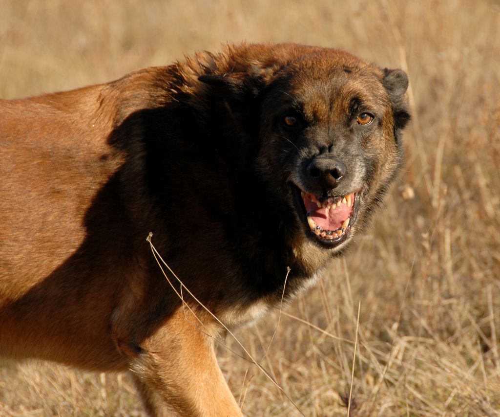 Vapaana ollut koira hyökkäsi lenkkipolulla: puri kuolemaan johtaneet vammat toisen koiranomistajan lemmikkiin – selvisi 40 euron rikesakolla