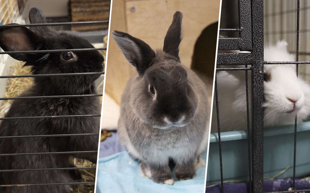 Karu ilmiö: Kaneja päätyy yhä enemmän löytöeläin­taloon – Eikä yhtäkään ole kaivattu