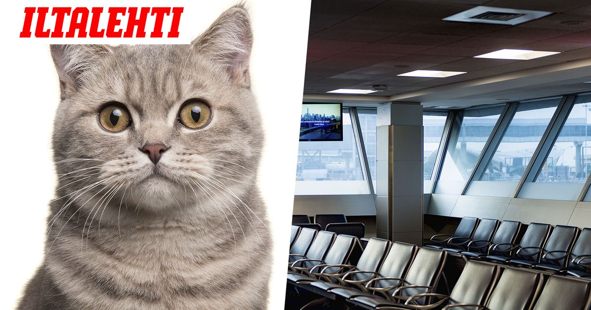 Kissa yritti lentää Floridaan – paljastui vasta viime hetkellä