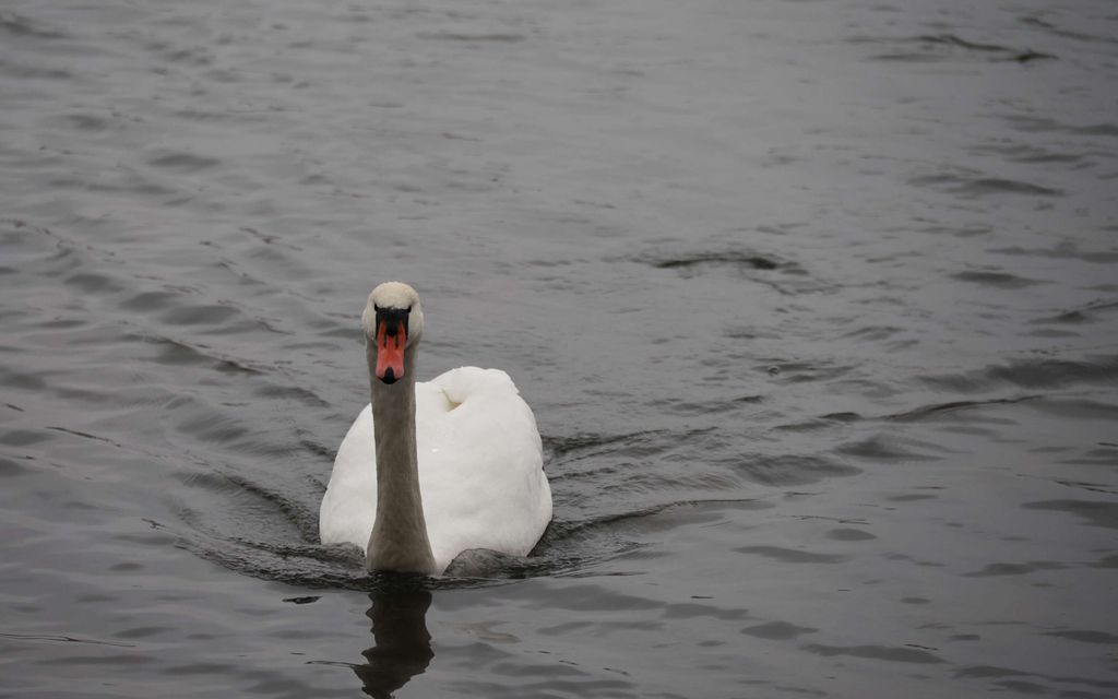 Huolestuttava näky tiellä – Joutsenen päivät luettu