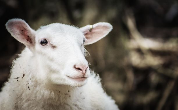 Yli 15 000 suomalaista halusi tänä kesänä lammaspaimeneksi. Jos paikkaa ei irronnut, voi lampaiden kanssa puuhailla maatilamatkailuyrityksissä.