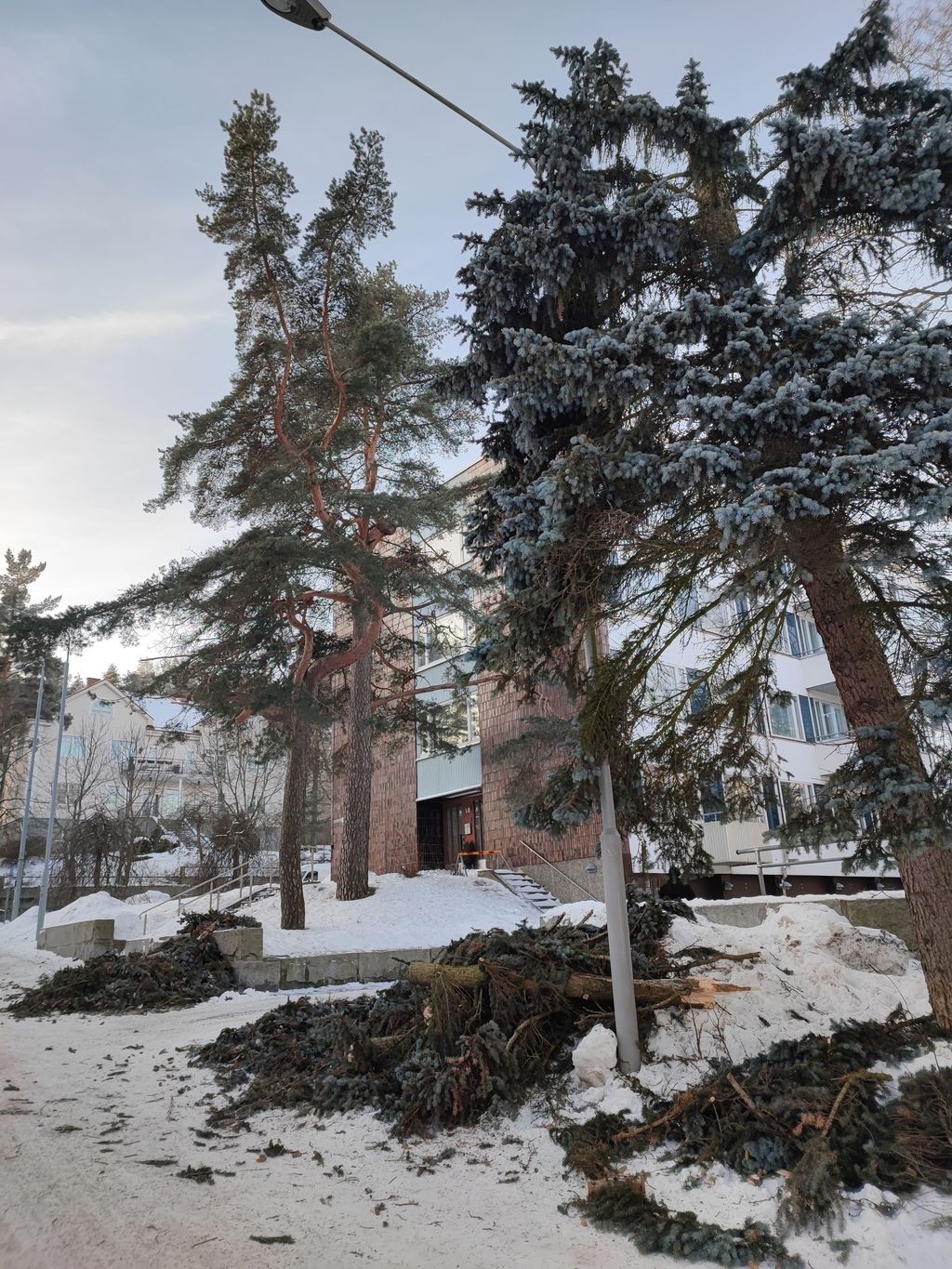 Puu oli kaatua postinjakajan päälle Tampereella – kaupunki todennut samana päivänä vaarattomaksi