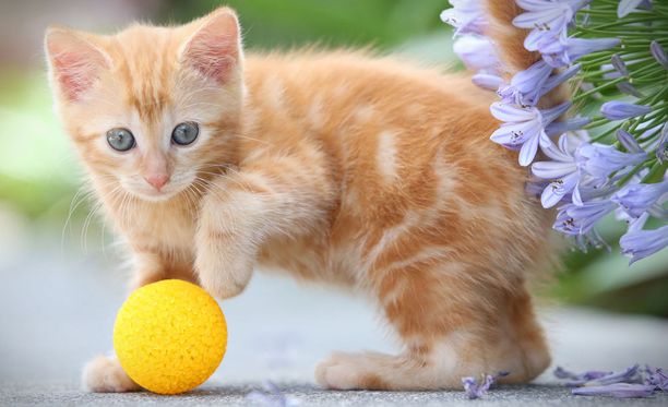 Sokea kissanpentu sai ensimmäiset lelunsa - suloinen video sulattaa sydämet
