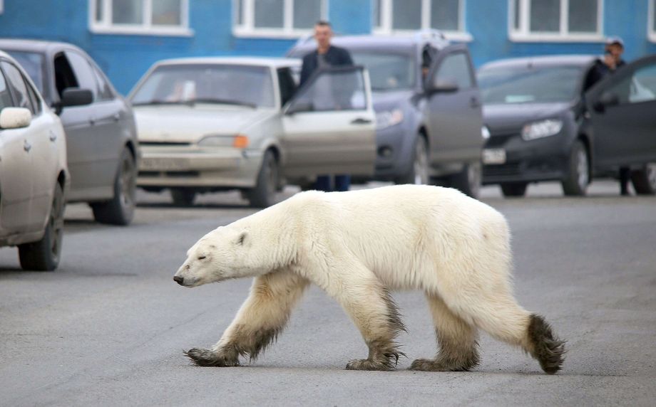 A polar bear was found in Iceland – The police shot
 – 2024-09-21 09:27:20