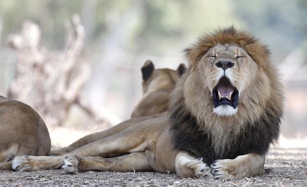 Tutkimuksen mukaan leijonat olivat levinneet aikoinaan lähes koko Afrikkaan, eteläiseen Eurooppaamn ja Lähi-itään, mutta nyt valtaosa leijonapopulaatiosta on kadonnut.