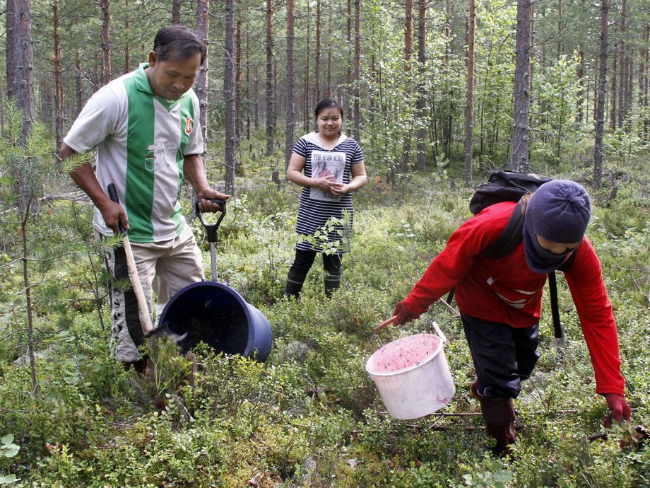 Finland’s berry disaster continues – The Finnish and Thai ministers will negotiate subsequent
 – 2024-07-26 16:08:03